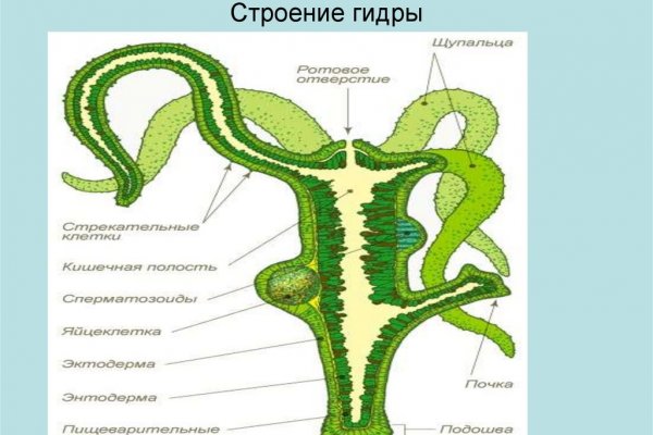 Kraken 13 at сайт