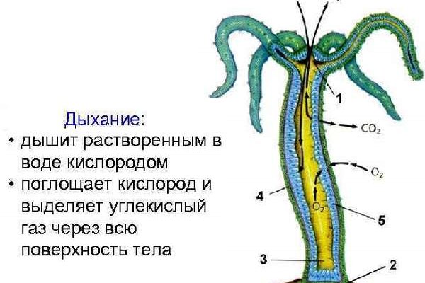 Кракен сайт работает